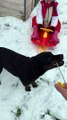 Chien de luge ou traineau ? il tire la luge avec ses dents !