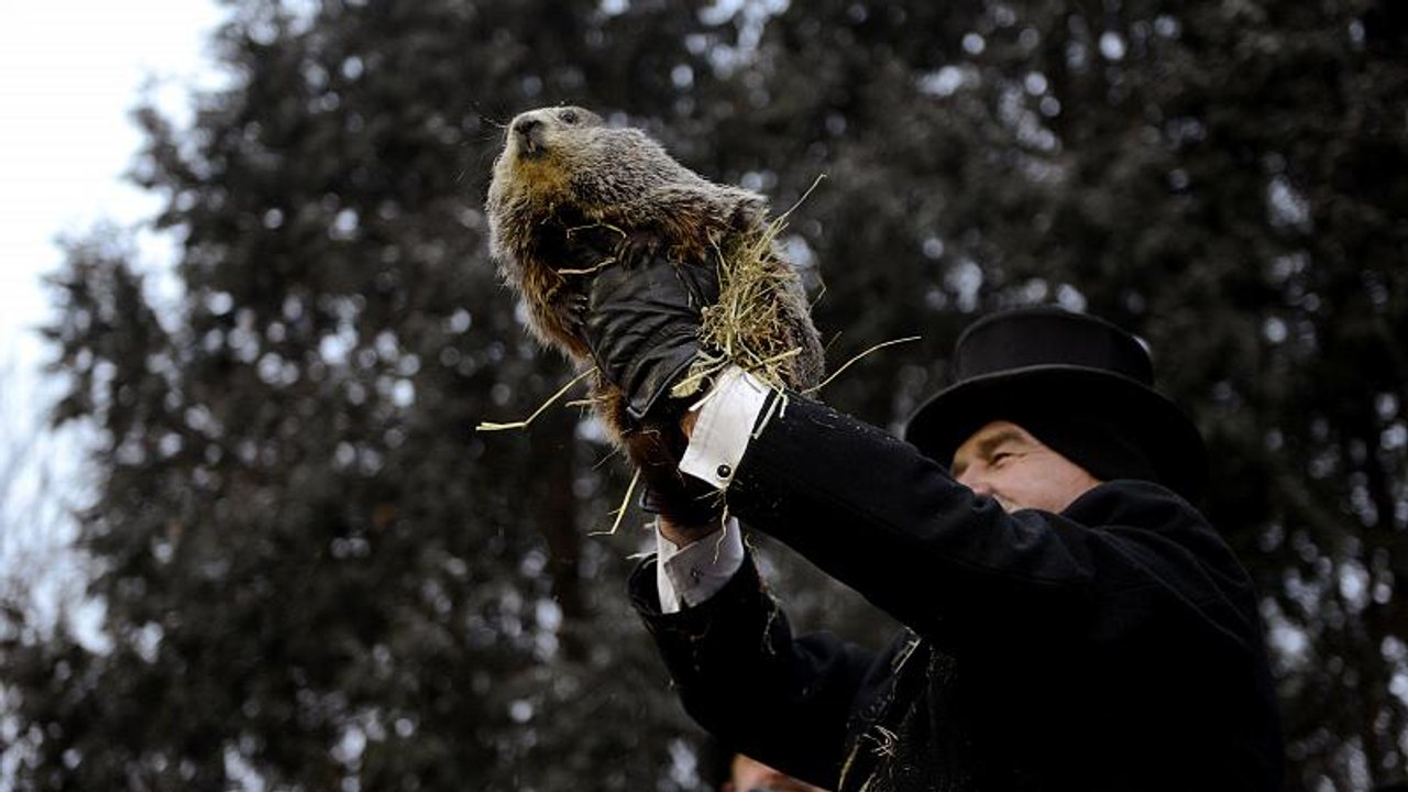 Groundhog Day: 'Phil' prophezeit gutes Wetter