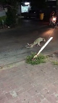 Un chien qui tente une arnaque à l'assurance...