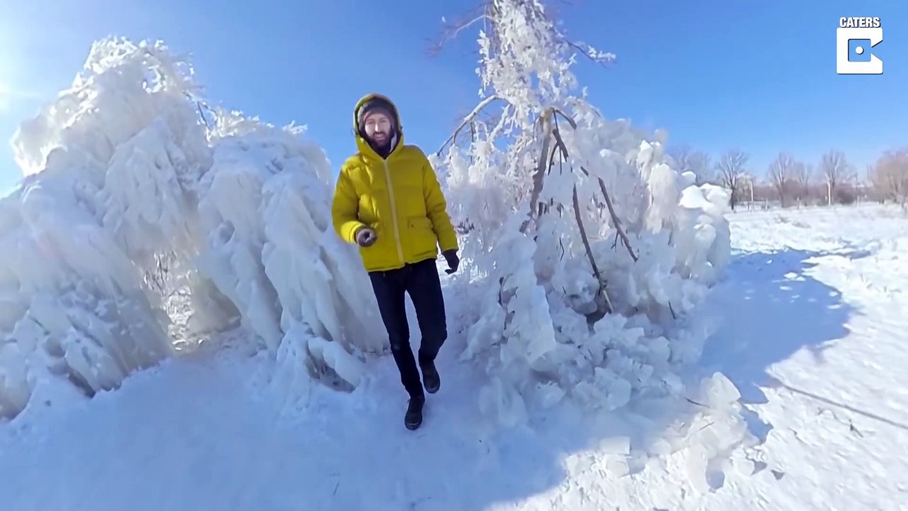 Quand les arbres sont complètement gelés dans les forets aux USA