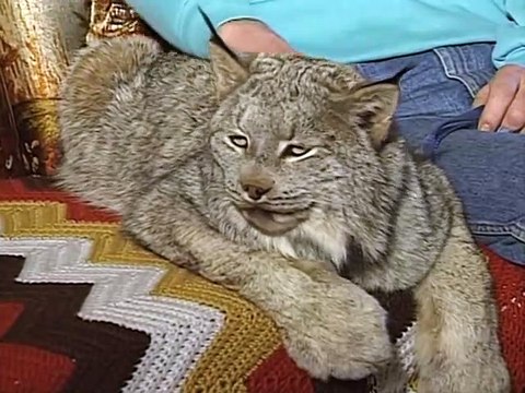 Il a un lynx de compagnie... Un très gros chat