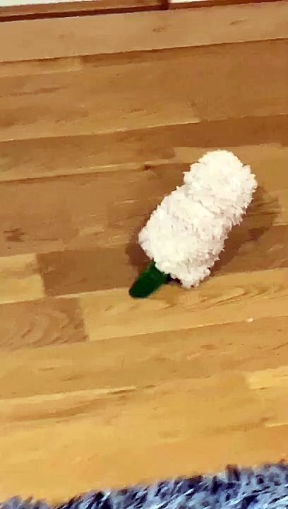 Un perroquet avec sa tenue d'hiver !