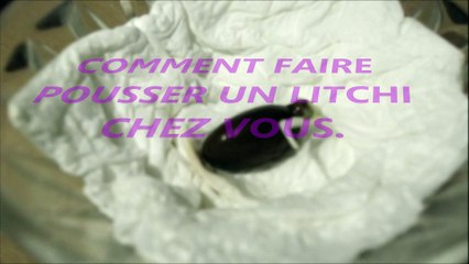 COMMENT FAIRE POUSSER UN LITCHI CHEZ VOUS