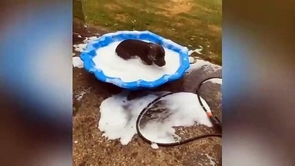 Ce chien adore sa nouvelle piscine !