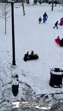 Yokuş aşağı kayan çocuklara özenen sevimli köpek