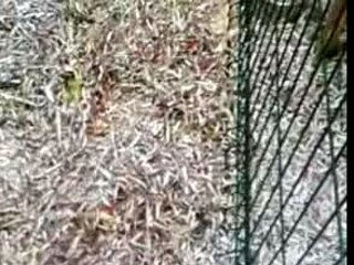 Mè futur chien amèricain staf