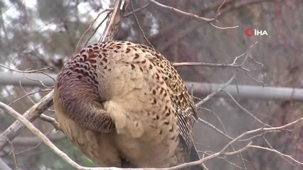 Kene ile Mücadele İçin 5 Bin Kanatlı Doğaya Salındı