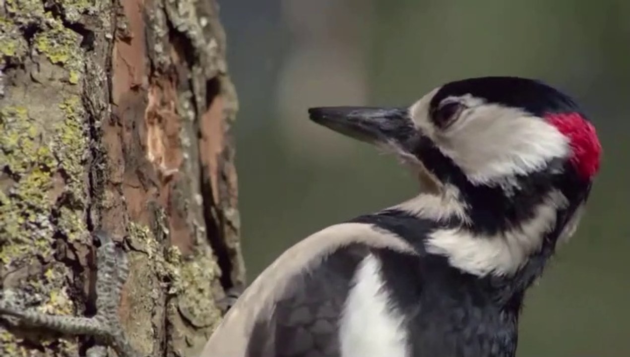 See the power of a bird with a woodpecker
