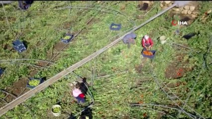 Mersin'de Çiftçi Gözünden Hortum Afeti