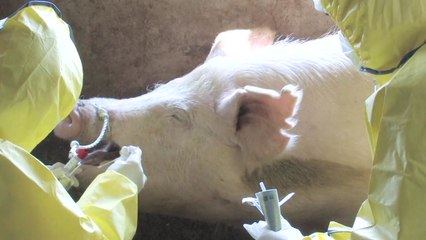 전국 소·돼지 1,380만 마리 백신접종 완료..."3~4일이 고비" / YTN