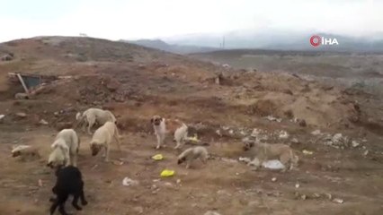 Sokak Köpeklerini Eski Çöplük Alanında Ölüme Terk Ettiler