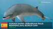 Sonar dapat pengaruhi paus bunuh diri - TomoNews