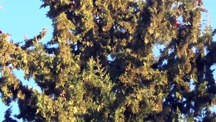 Ekipler ağaçta mahsur kalan kedi için seferber oldu