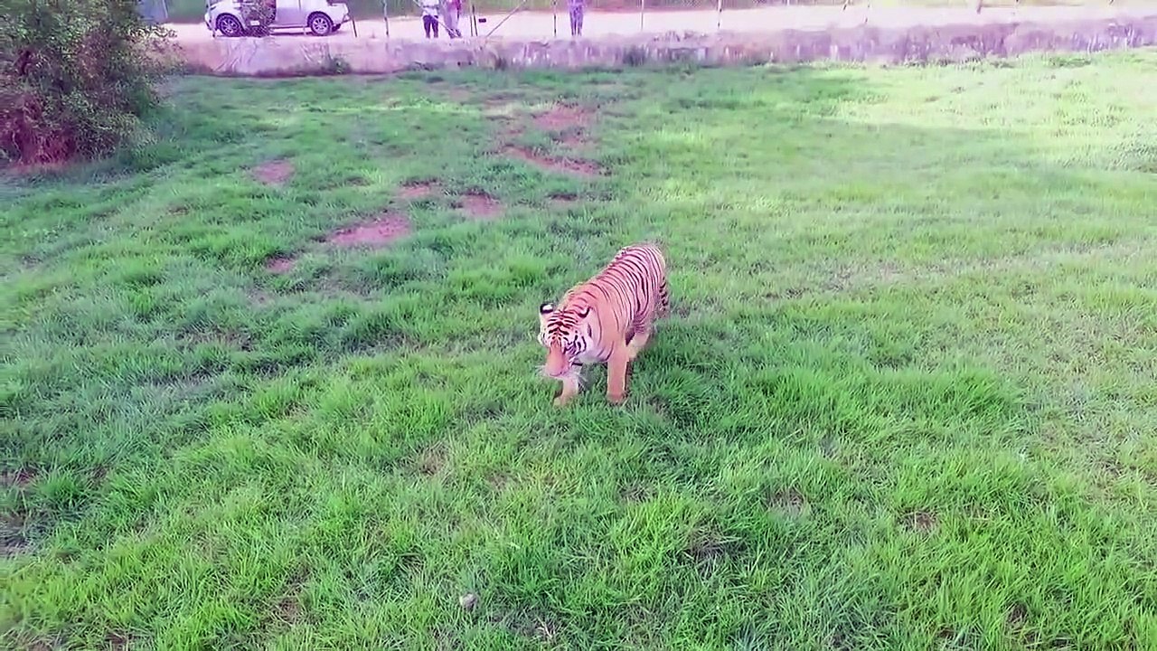 Drones contre les tigres et lions.. Qui l'emporte ?