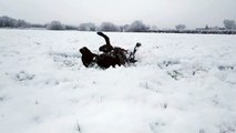 Ce chien adore la neige poudreuse !