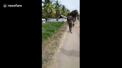 Officials have close encounter with rogue elephant
