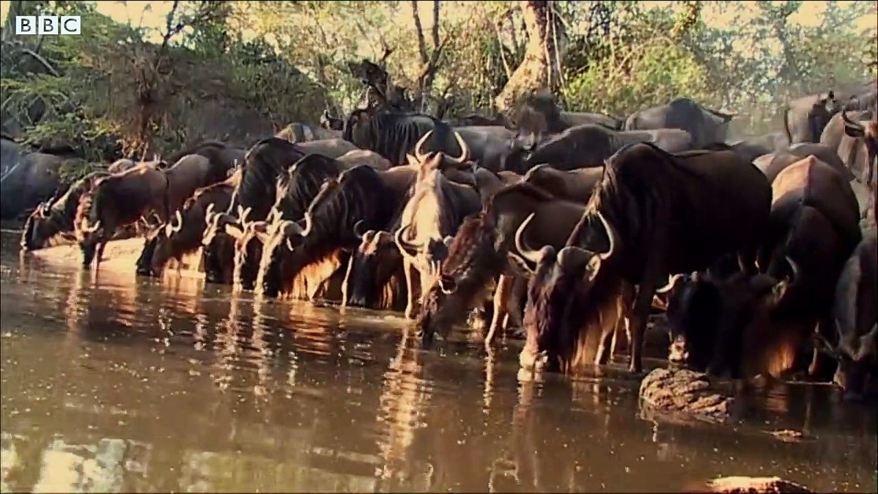 Crocodile Surprise Attacks Wildebeest