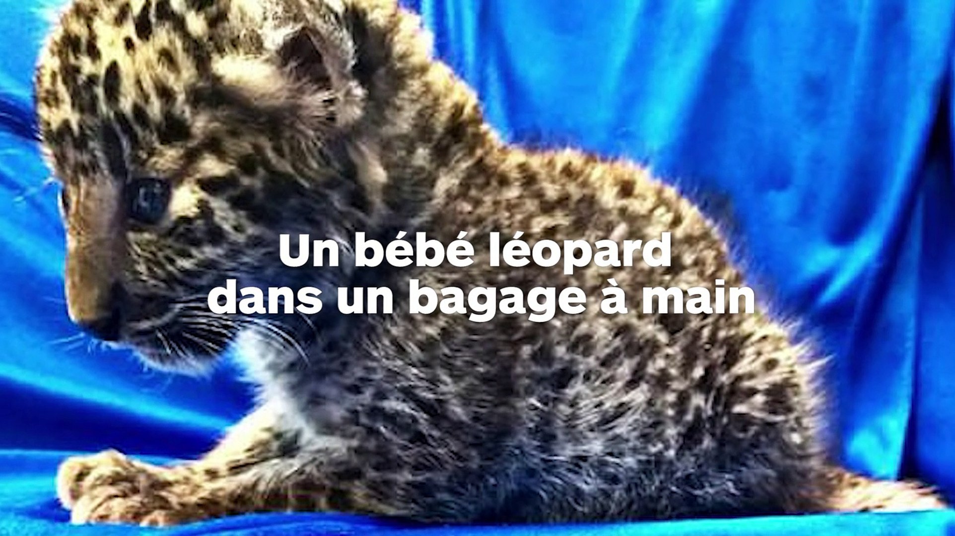 Un Bebe Leopard Dans Un Bagage A Main Video Dailymotion