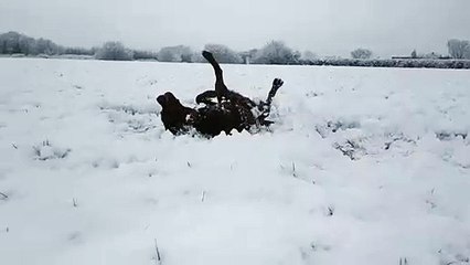 Ce chien s'éclate dans la neige