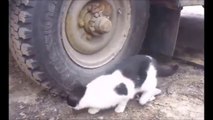 Confused cat searches for camouflaged mouse. - Animal Video 2019