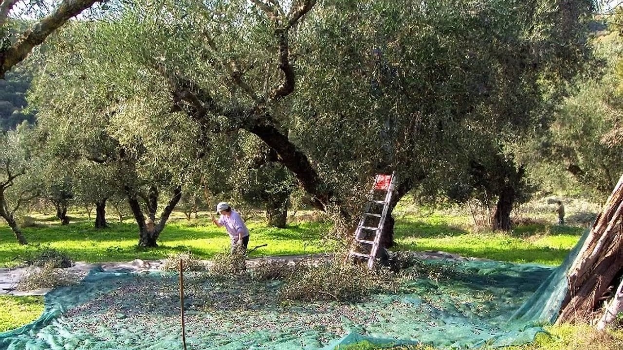 Κερκυραικά τραγούδια - Kαλιώρα να'χουν οι ελιές