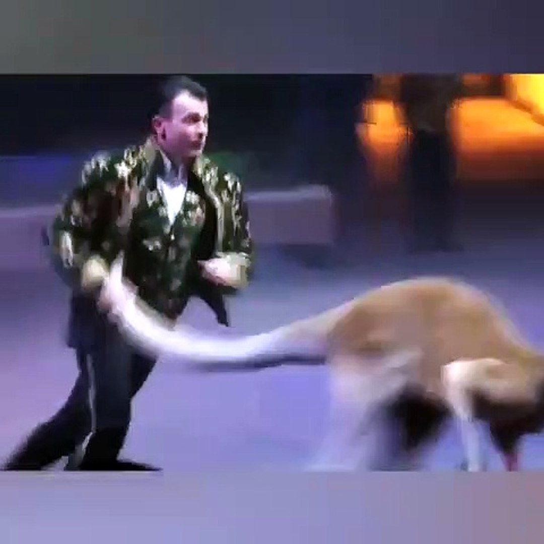 Ostriches || Bisons || Kangaroos || Giraffe Circus The Show of Different Animals