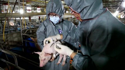 전국 소·돼지 1,380만 마리 백신접종 완료..."3~4일이 고비" / YTN