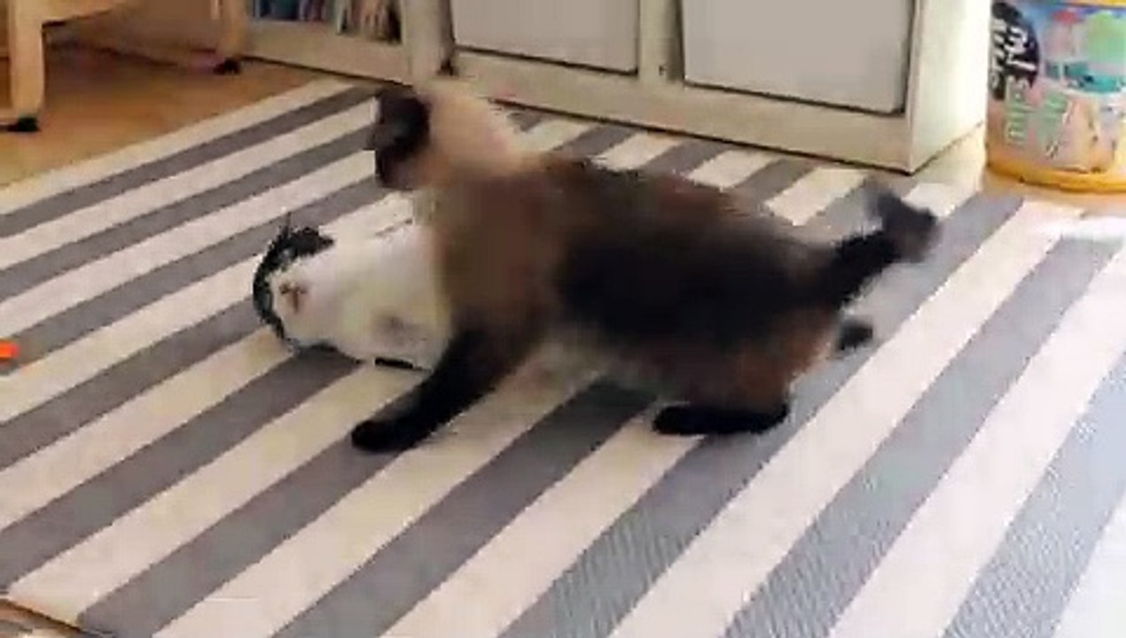 Cats Bullies