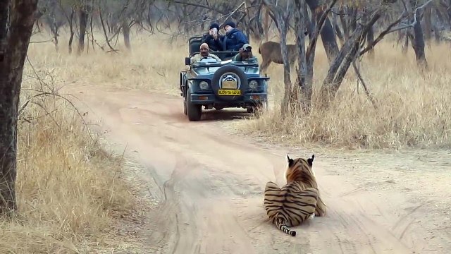 Un tigre fait face à des touristes et bloque le passage - Parc national de Ranthambore - Inde