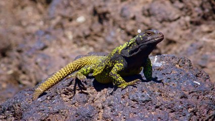 Wild Chile -  Un Viaje Salvaje -Tierra