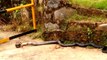 Terrible combat entre un python et un cobra royal
