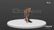 Leopard Animation - Oceans Technologies