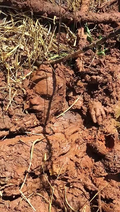 corpo achado coberto de lama em brumadinho