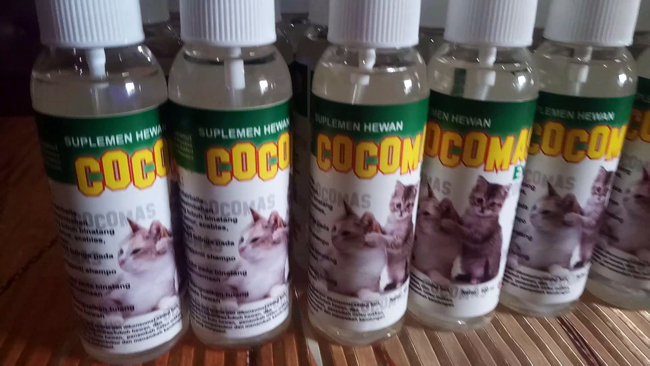 [DISTRIBUTOR] Kucing Sakit Purwokerto, 0821 3543 9895