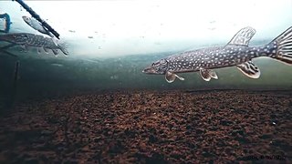 Winter fishing. Underwater video