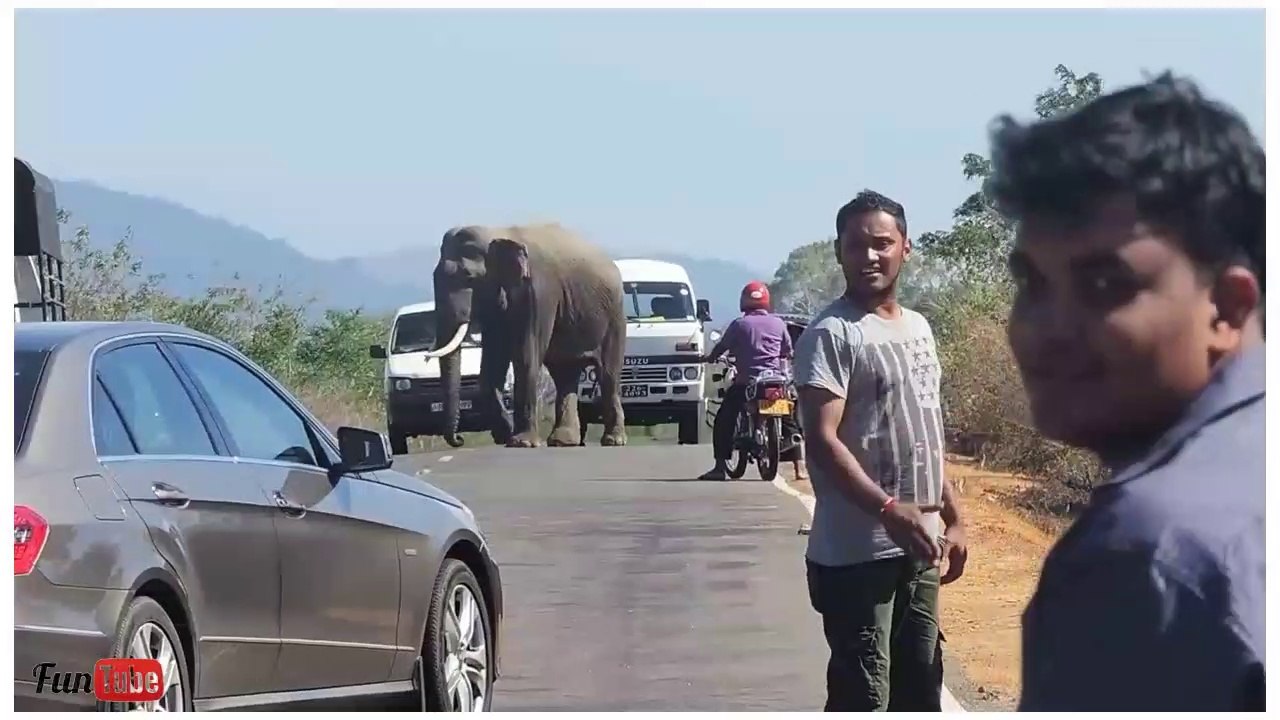 Old Elephant Attack Car, And Block Road, FunTube