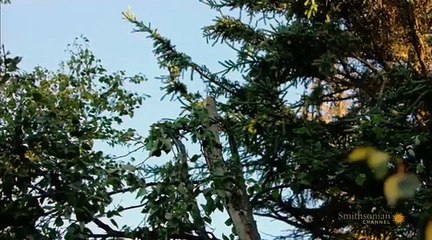 Alaska Aircrash Investigations S01 E03