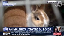 Entassés dans des cages... Les conditions cruelles dans lesquelles vivent certains animaux destinés à la vente en animalerie