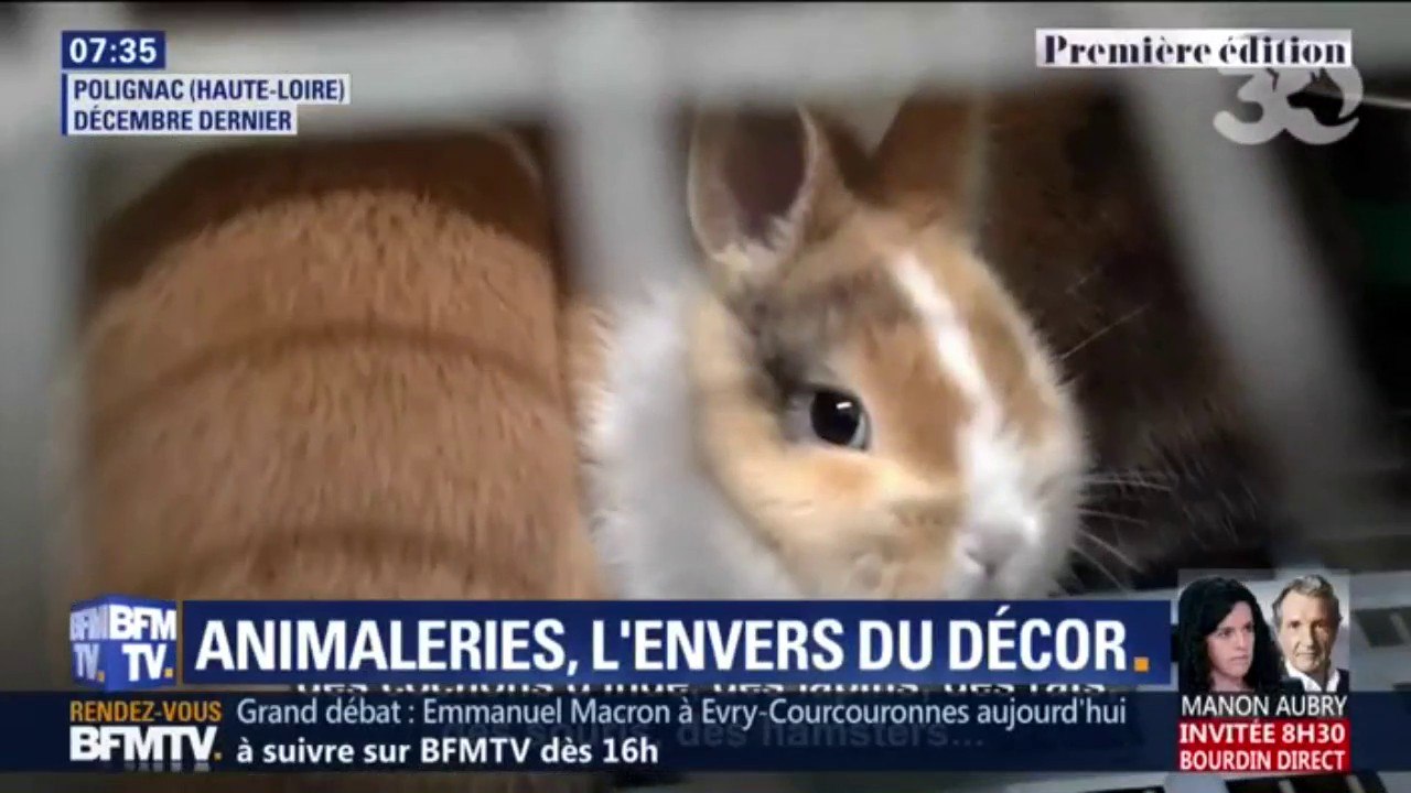Entassés dans des cages... Les conditions cruelles dans lesquelles vivent certains animaux destinés à la vente en animalerie