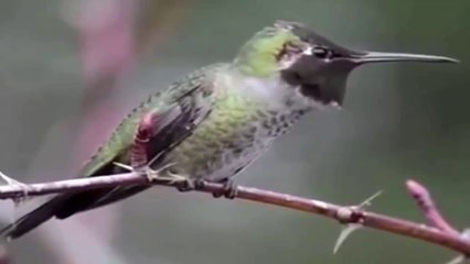 A bird turns into beautiful colors# اجمل عصفور