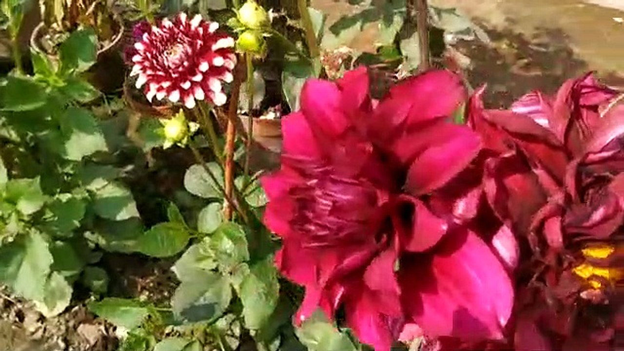 my garden2
