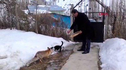 Tilki ile kediyi iki yıldır birlikte besliyor