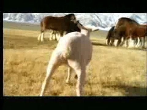 Superbowl XL - Budweiser Commercial (streaker)