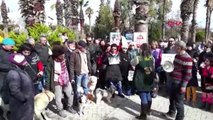 Muğla Datça'da 3 Köpeğin Zehirlenerek Telef Edilmesi Protesto Edildi