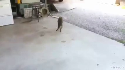 Animals Are Mean Sometimes - Animal video 2019