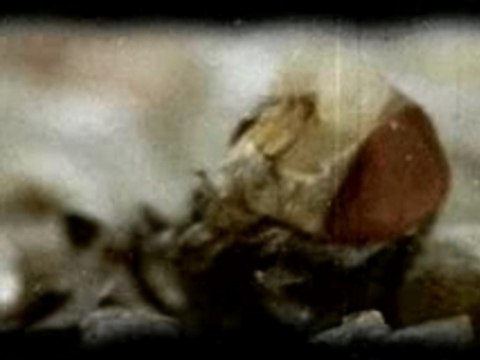 Slipknot Wait And Bleed Vidéo Clip