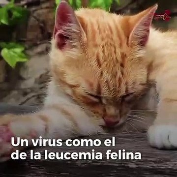 Cáncer en perros: cuáles son las causas