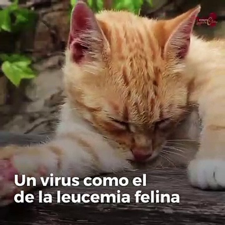 Cáncer en perros: cuáles son las causas