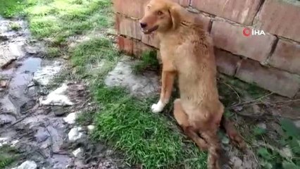 Yaralı Köpek Tedavi İçin İstanbul'a Götürüldü