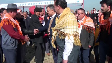 Menderes'teki deve güreşlerine yoğun ilgi